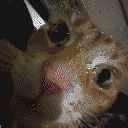 DonutSMP mapart #2235 (animals)