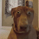 DonutSMP mapart #5297 (animals)